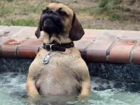 Pies, który bardzo lubi gorącą kąpiel
