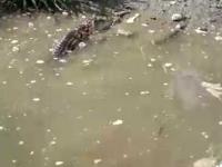 Polak  karmi aligatora