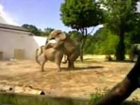 zabujane słonie