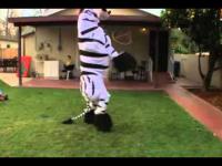 Szalony taniec zebry