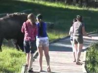 Nie igraj z bizonem