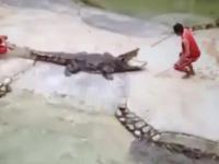 Krokodyl ugryzł mężczyznę w głowę podczas występu