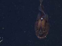 Pierwsze nagranie prawdziwej morskiej kreatury znanej z filmu Nemo