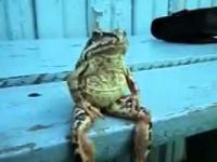 Żaba, która siedzi na ławce jak człowiek