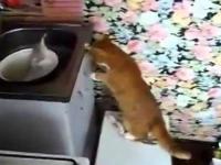 Ciekawski Garfield vs ryba w misce
