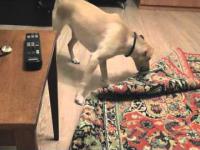 Crazy Russian Dog VS. Carpet