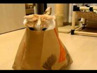 Kot w torbie