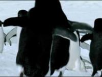 Niesamowite odkrycie- latające pingwiny