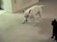 Szalony kot atakuje głupiego psa.