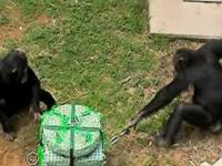 Jak się uczy małp współpracy