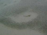 Przykry los rekina na Malediwach