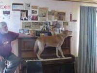 Pies pianista-wokalista 