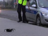 Giant Monster Spider attacked a policeman.