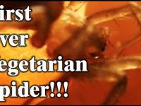 Pierwszy na swiecie pajak z Irlandi przechodzi na vegetarianizm