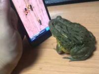 Afrykańska żabka gra na Tablecie.
