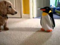 Pies vs Pingwin