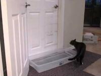 Kot Mulder otwiera drzwi