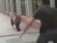 Czeczeni ścigają zbiegłego Niedźwiedzia