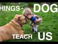 Uczcie się od psów