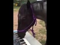 koń gra na klawiszach