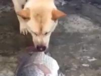 Pies o złotym sercu próbuje uratować rybę
