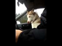Pies boi się jeździć samochodem