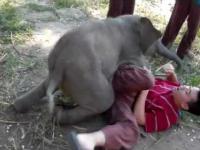 Mały słoń też czasem potrzebuje przytulenia i zabawy...