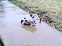 Mała świnka na śliskim chodniku