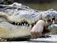 Nigdy nie próbuj bawić się z krokodylami,aligatorami