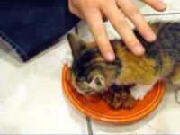 Mały kotek broni swojego jedzenia