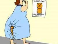 The lost cat - Zaginiony kot