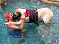 Nauka pływania - Mastiff