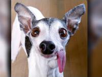 Ugly Zappa? Dog's Tongue Has 30,000 Instagram Followers