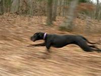 Szybki pies 50 km na godzine