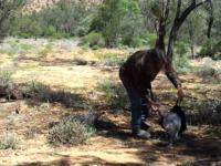Jak schwytać kangura?