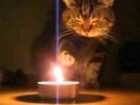 Wyluzowany kot bawi się ogniem 