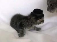 Nowa czapka kotka