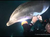 Ranny delfin prosi nurka o pomoc w uwolnieniu się od haczyka wędkarskiego.