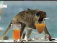 Pijackie nawyki... małp