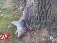 Pijana wiewiórka próbuje się wspiać na drzewo