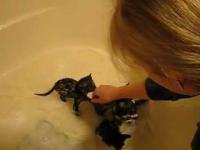 Sześć małych kociąt bierze kąpiel