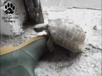 miłość żółw