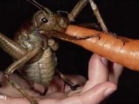 Największy owad Świata - 18 cm długości