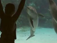 Dziewczyna doprowadza delfina do uśmiechu