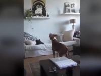 Pokazał psu nową zabawkę