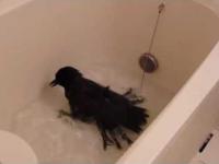 Kruk, który kocha kąpiele w wannie.