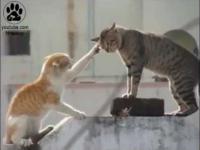 agresywne koty