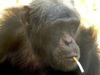 W jaki sposób małpa zdobywa fajki