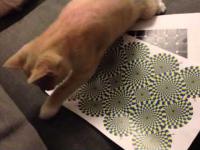 Reakcja kota na iluzję optyczną 