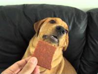 Reakcja pewnego psa na jagnięcinę 